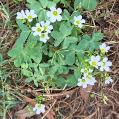 Oxalis articulata at Hackett, ACT - 6 Jan 2023