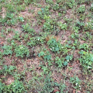 Oxalis articulata at Hackett, ACT - 6 Jan 2023