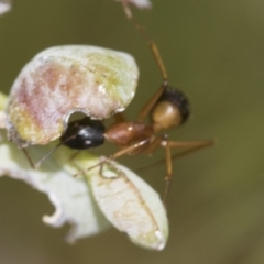 Camponotus consobrinus (Banded sugar ant) at Scullin, ACT - 19 Nov 2022 by AlisonMilton