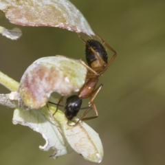 Camponotus consobrinus at Scullin, ACT - 19 Nov 2022 01:56 PM