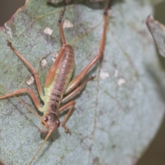 Torbia viridissima (Gum Leaf Katydid) at Scullin, ACT - 19 Nov 2022 by AlisonMilton