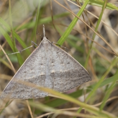 Epidesmia hypenaria (Long-nosed Epidesmia) at Scullin, ACT - 31 Dec 2022 by AlisonMilton