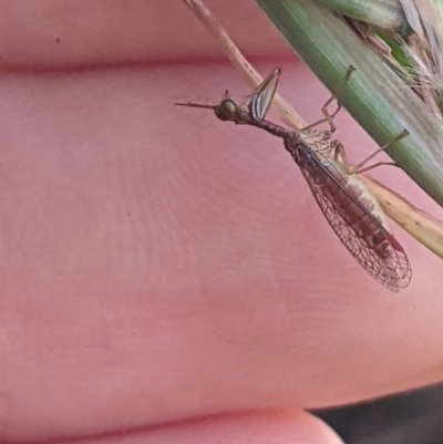 Mantispidae (family) (Unidentified mantisfly) at Higgins, ACT - 6 Jan 2023 by MattM
