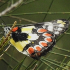 Delias aganippe (Spotted Jezebel) at Stromlo, ACT - 6 Jan 2023 by JohnBundock