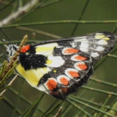 Delias aganippe (Spotted Jezebel) at Stromlo, ACT - 5 Jan 2023 by JohnBundock