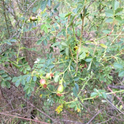 Rosa rubiginosa (Sweet Briar, Eglantine) at Hackett, ACT - 5 Jan 2023 by abread111