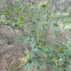 Rosa rubiginosa at Hackett, ACT - 6 Jan 2023