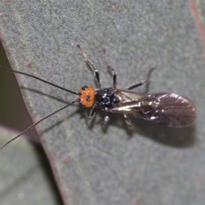 Braconidae (family) (Unidentified braconid wasp) at Scullin, ACT - 19 Nov 2022 by AlisonMilton