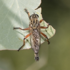 Zosteria sp. (genus) at Hawker, ACT - 27 Dec 2022