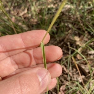 Dichelachne crinita at Higgins, ACT - 6 Jan 2023