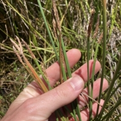 Eleocharis sp. (Spike-rush) at Lyneham, ACT - 3 Jan 2023 by MattM