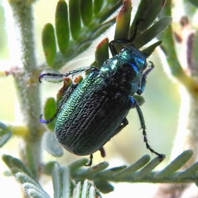Diphucephala sp. (genus) (Green Scarab Beetle) at Lower Molonglo - 5 Jan 2023 by JohnBundock