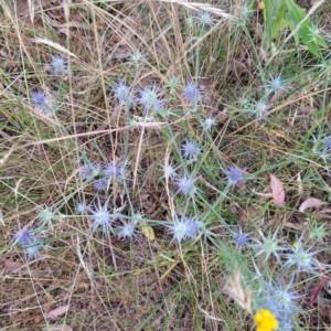 Eryngium ovinum at Hackett, ACT - 6 Jan 2023