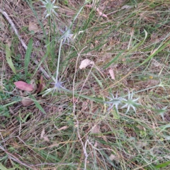 Eryngium ovinum at Hackett, ACT - 6 Jan 2023