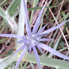 Eryngium ovinum at Hackett, ACT - 6 Jan 2023