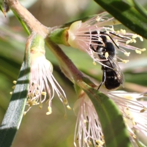 Megachile (Hackeriapis) canifrons at Murrumbateman, NSW - 3 Jan 2023 11:43 AM