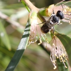 Megachile (Hackeriapis) canifrons at Murrumbateman, NSW - 3 Jan 2023 11:43 AM