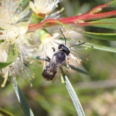 Megachile (Hackeriapis) canifrons at Murrumbateman, NSW - 3 Jan 2023 11:43 AM