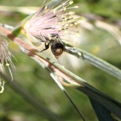 Megachile (Hackeriapis) canifrons at Murrumbateman, NSW - 3 Jan 2023 11:43 AM