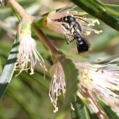 Megachile (Hackeriapis) canifrons at Murrumbateman, NSW - 3 Jan 2023 11:43 AM