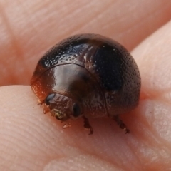 Dicranosterna immaculata (Acacia leaf beetle) at Lower Molonglo - 6 Jan 2023 by JohnBundock