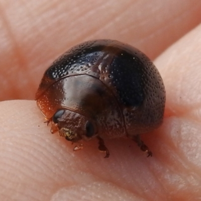 Dicranosterna immaculata (Acacia leaf beetle) at Stromlo, ACT - 6 Jan 2023 by JohnBundock