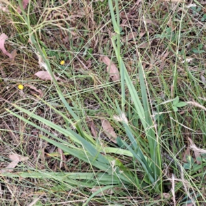 Dianella sp. aff. longifolia (Benambra) at Hackett, ACT - 6 Jan 2023 11:28 AM