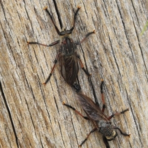 Neoaratus hercules at Stromlo, ACT - 6 Jan 2023