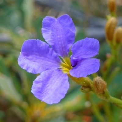 Dampiera stricta (Blue Dampiera) at Vincentia, NSW - 1 Jan 2023 by RobG1