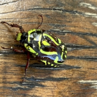 Eupoecila australasiae (Fiddler Beetle) at O'Connor, ACT - 4 Jan 2023 by AndrewCB