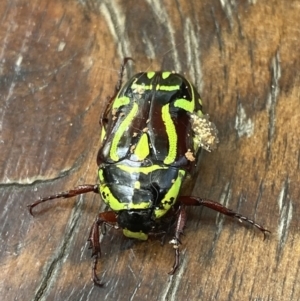 Eupoecila australasiae at O'Connor, ACT - 4 Jan 2023 03:04 PM