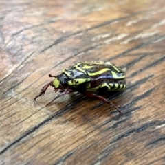 Eupoecila australasiae at O'Connor, ACT - 4 Jan 2023 03:04 PM