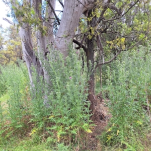 Cirsium vulgare at Hackett, ACT - 6 Jan 2023 11:58 AM