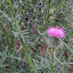 Cirsium vulgare at Hackett, ACT - 6 Jan 2023