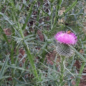 Cirsium vulgare at Hackett, ACT - 6 Jan 2023 11:58 AM