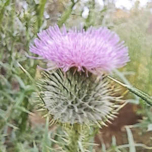 Cirsium vulgare at Hackett, ACT - 6 Jan 2023 11:58 AM