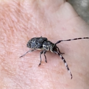 Ancita sp. (genus) at Acton, ACT - 4 Jan 2023