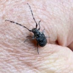 Ancita sp. (genus) at Acton, ACT - 4 Jan 2023