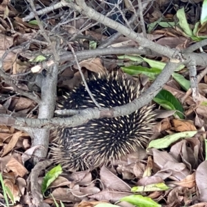 Tachyglossus aculeatus at O'Connor, ACT - 3 Jan 2023