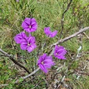 Thysanotus tuberosus at Captains Flat, NSW - 5 Jan 2023 05:33 PM