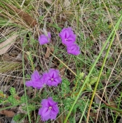 Thysanotus tuberosus at Captains Flat, NSW - 5 Jan 2023 05:33 PM