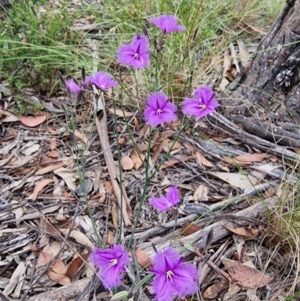 Thysanotus tuberosus at Captains Flat, NSW - 5 Jan 2023 05:33 PM