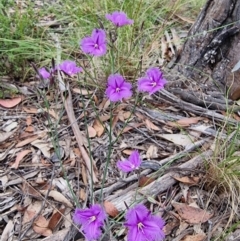 Thysanotus tuberosus at Captains Flat, NSW - 5 Jan 2023 05:33 PM