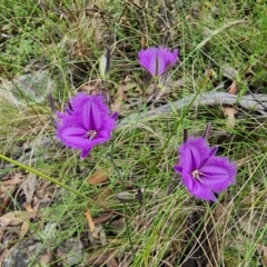 Thysanotus tuberosus at Captains Flat, NSW - 5 Jan 2023 05:33 PM