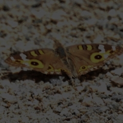 Junonia villida (Meadow Argus) at Stromlo, ACT - 6 Jan 2023 by JohnBundock