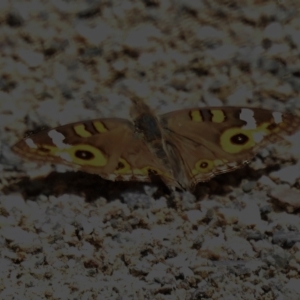 Junonia villida at Stromlo, ACT - 6 Jan 2023