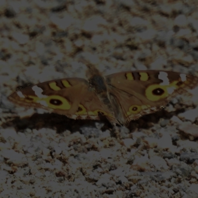 Junonia villida (Meadow Argus) at Lower Molonglo - 6 Jan 2023 by JohnBundock