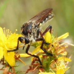 Chrysopogon muelleri (Robber fly) at Coree, ACT - 6 Jan 2023 by JohnBundock