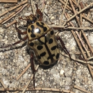 Neorrhina punctata at Stromlo, ACT - 6 Jan 2023