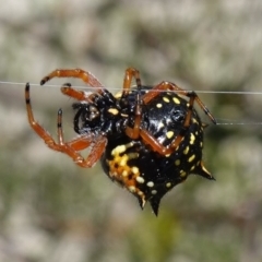 Austracantha minax (Christmas Spider, Jewel Spider) at Vincentia, NSW - 1 Jan 2023 by RobG1